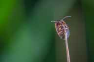 macro photo of brown beetle on brown stem